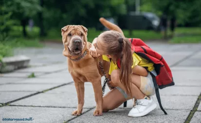 Az iskolakezdés hatása a háziállatokra